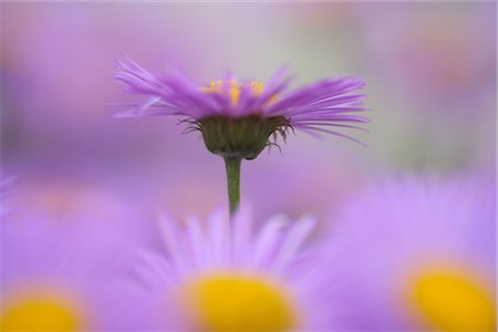 different concept - Close-up of Aster Flowers Stock Photo - Premium Royalty-Free, Code: 600-02724705