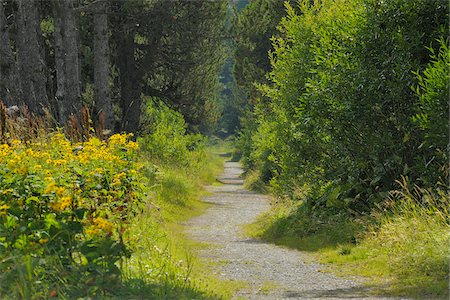 Path in Forest along Lake Sils, Graubunden, Switzerland Photographie de stock - Premium Libres de Droits, Code: 600-02738346