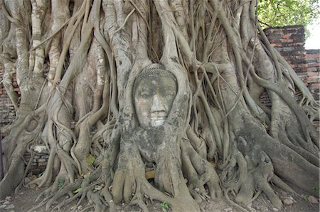 ficus - Sculpture, Ayutthaya, Thaïlande Photographie de stock - Premium Libres de Droits, Code: 600-02738388