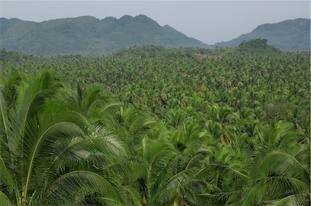 Siargao Island, Surigao del Norte, Mindanao, Philippines Photographie de stock - Premium Libres de Droits, Code: 600-02738422