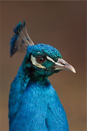 fluorescente (color) - Portrait of Peacock Foto de stock - Sin royalties Premium, Código: 600-02756829