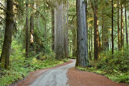 Old 199 Redwood Plank Road Through Jedediah Smith State Park, Redwood Forest, Northern California, California, USA Stock Photo - Premium Royalty-Free, Code: 600-02756994