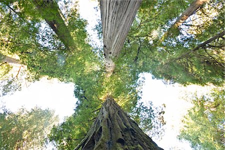 rain forest canopy - Jedediah Smith State Park, Redwood Forest, Northern California, California, USA Stock Photo - Premium Royalty-Free, Code: 600-02756995