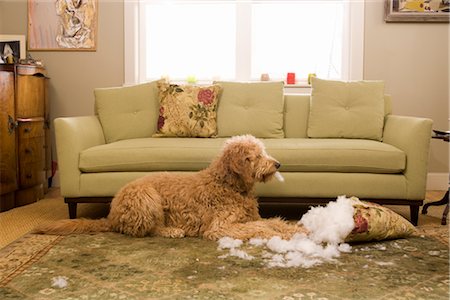 destrucción - Golden Doodle Dog Chewing Up Sofa Cushion Foto de stock - Sin royalties Premium, Código: 600-02757000