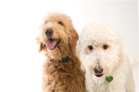 Portrait of Golden Doodles Stock Photo - Premium Royalty-Free, Code: 600-02757014