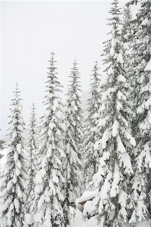fir trees - Cascade Mountains, Washington, USA Foto de stock - Sin royalties Premium, Código: 600-02757048