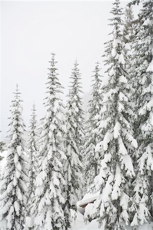 snow covered evergreens and mountains - Cascade Mountains, Washington, USA Stock Photo - Premium Royalty-Free, Code: 600-02757048