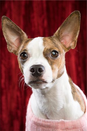 simsearch:600-02757012,k - Portrait de chien portant un chandail Photographie de stock - Premium Libres de Droits, Code: 600-02757069