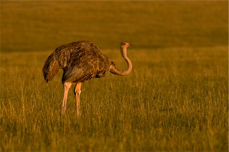 simsearch:700-00162800,k - Ostrich, Masai Mara, Kenya Fotografie stock - Premium Royalty-Free, Codice: 600-02757406