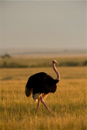 simsearch:6119-07943881,k - Ostrich, Masai Mara, Kenya Foto de stock - Sin royalties Premium, Código: 600-02757408