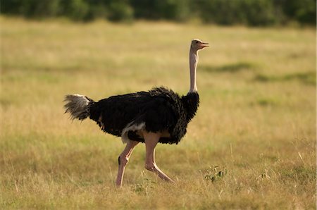 running watch - Ostrich, Masai Mara, Kenya Stock Photo - Premium Royalty-Free, Code: 600-02757414