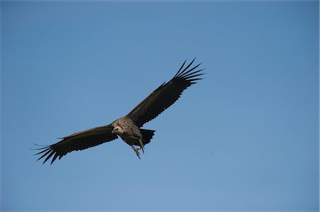 Vautour en vol, Masai Mara, Kenya Photographie de stock - Premium Libres de Droits, Code: 600-02757415