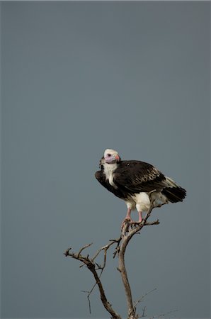 Vautour perché sur une branche morte, Masai Mara, Kenya Photographie de stock - Premium Libres de Droits, Code: 600-02757410