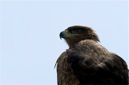 Tawny Eagle, Masai Mara, Kenya Stock Photo - Premium Royalty-Free, Code: 600-02757411