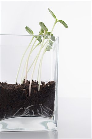 Sunflowers Sprouting in Clear Glass Vase Foto de stock - Sin royalties Premium, Código: 600-02801144