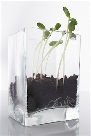 regeneración - Sunflowers Sprouting in Clear Glass Vase Foto de stock - Sin royalties Premium, Código: 600-02801143