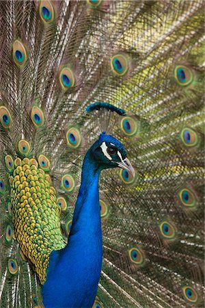 federwild - Porträt des männlichen indische Pfau Stockbilder - Premium RF Lizenzfrei, Bildnummer: 600-02801218