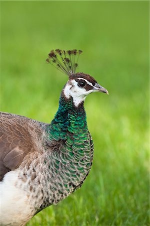 faisan - Portrait of Female Indian Peacock Foto de stock - Sin royalties Premium, Código: 600-02801220