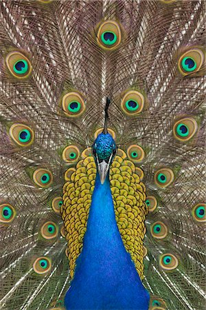 furta-cor - Portrait of Male Indian Peacock Foto de stock - Royalty Free Premium, Número: 600-02801221