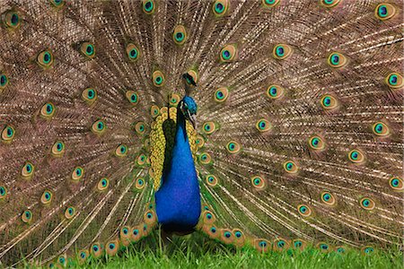 showing off - Portrait of Male Indian Peacock Foto de stock - Sin royalties Premium, Código: 600-02801223