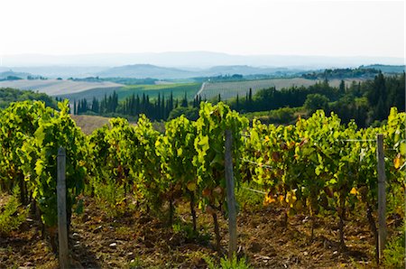 Vineyard, Tuscany, Italy Stock Photo - Premium Royalty-Free, Code: 600-02828559