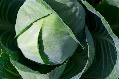 elke esser - Close-up of White Cabbage Foto de stock - Sin royalties Premium, Código: 600-02832973