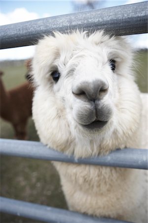 south american country peru - Alpaca, Peru Stock Photo - Premium Royalty-Free, Code: 600-02833208