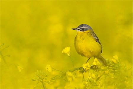 filtered - Yellow Wagtail in Canola Field, Hesse, Germany Stock Photo - Premium Royalty-Free, Code: 600-02833347