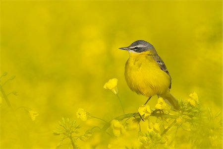 filtered - Yellow Wagtail in Canola Field, Hesse, Germany Foto de stock - Sin royalties Premium, Código: 600-02833347