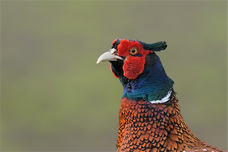 portrait animal - Pheasant, Hesse, Germany Foto de stock - Sin royalties Premium, Código: 600-02833348