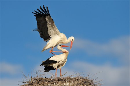 White Storks, Hesse, Germany Foto de stock - Sin royalties Premium, Código: 600-02833357