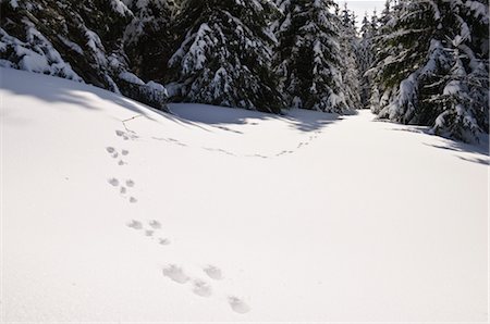 Rabbit Tracks in Snow, Black Forest, Baden-Wurttemberg, Germany Stock Photo - Premium Royalty-Free, Code: 600-02833528