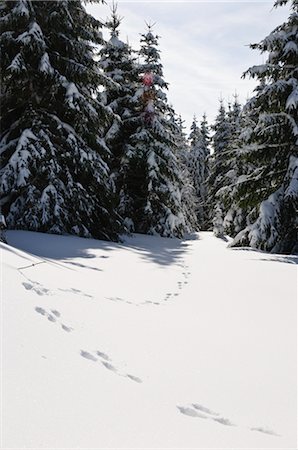 rastro animal - Rabbit Tracks in Snow, Black Forest, Baden-Wurttemberg, Germany Foto de stock - Sin royalties Premium, Código: 600-02833529