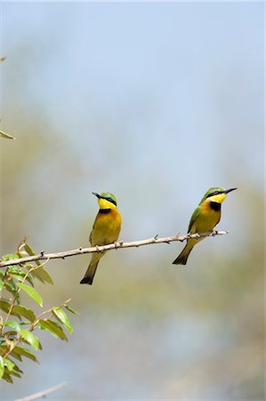 Guêpiers assis sur une branche, Masai Mara, Kenya Photographie de stock - Premium Libres de Droits, Code: 600-02833679