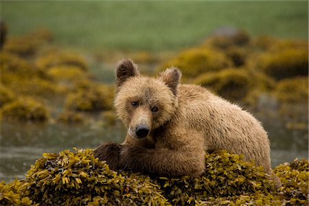 simsearch:6119-08268942,k - Young Grizzly Bear Sitting on Rockweed Covered Rocks, Glendale Estuary, Knight Inlet, British Columbia, Canada Stock Photo - Premium Royalty-Free, Code: 600-02833769