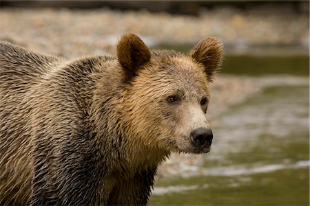 Male Grizzly Bear in Knight Inlet, British Columbia, Canada Foto de stock - Sin royalties Premium, Código: 600-02833770