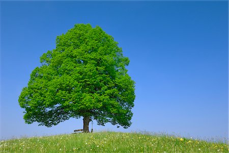 Lone Lime Tree on Hill Stock Photo - Premium Royalty-Free, Code: 600-02860244