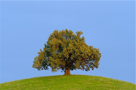 Lone Tree, Canton of Zurich, Switzerland Stock Photo - Premium Royalty-Free, Code: 600-02860275