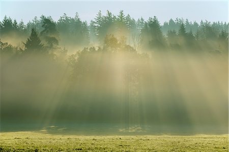 Lumière du soleil qui brille à travers la forêt, Odenwald, Hesse, Allemagne Photographie de stock - Premium Libres de Droits, Code: 600-02860289