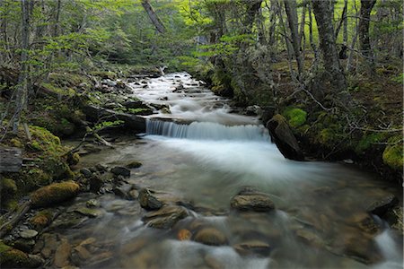 Ruisseau dans la forêt, le Parc National Tierra del Fuego, près d'Ushuaia, Argentine Photographie de stock - Premium Libres de Droits, Code: 600-02860282