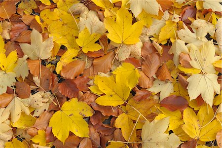 Les feuilles d'érable et de hêtre en automne, Odenwald, Hesse, Allemagne Photographie de stock - Premium Libres de Droits, Code: 600-02860291