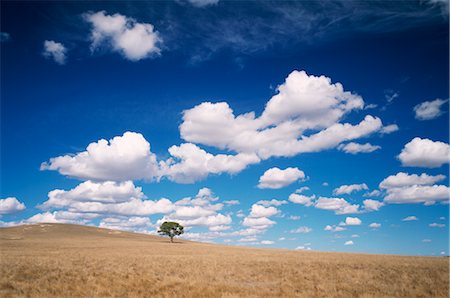 single tree blue sky cloud - Landscape, Lone Tree on Side of Hill Stock Photo - Premium Royalty-Free, Code: 600-02885930