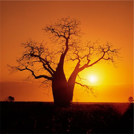 Région de boab Tree, Sunset Silhouette, Kimberley, Australie Photographie de stock - Premium Libres de Droits, Code: 600-02885943