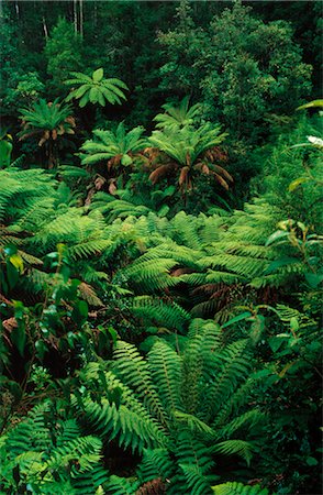 Ferns in Rainforest Foto de stock - Sin royalties Premium, Código: 600-02885965