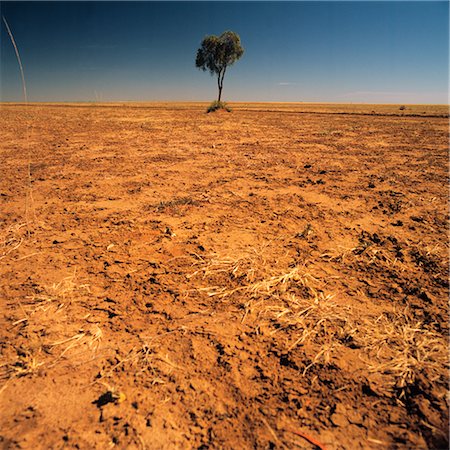 poco denso - Lone Tree on a Barren Plain Foto de stock - Sin royalties Premium, Código: 600-02885977