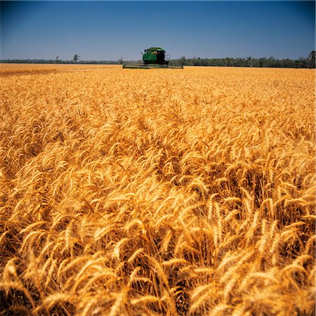 Wheat Harvesting Foto de stock - Sin royalties Premium, Código: 600-02885971