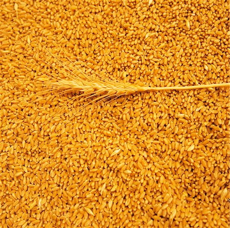 Stalk of Wheat Lying on Wheat Grains Stock Photo - Premium Royalty-Free, Code: 600-02885972