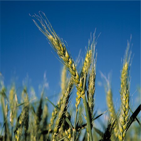 Heads of Green Wheat Stock Photo - Premium Royalty-Free, Code: 600-02885973