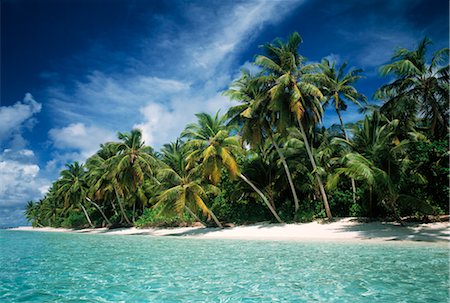 palm trees blue sky - Tropical Seascape, Coconut Palm Trees on Beach Foto de stock - Sin royalties Premium, Código: 600-02886006