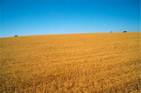 farming in prairies - Wheat Crop Ready for Harvest, Australia Foto de stock - Sin royalties Premium, Código: 600-02886014